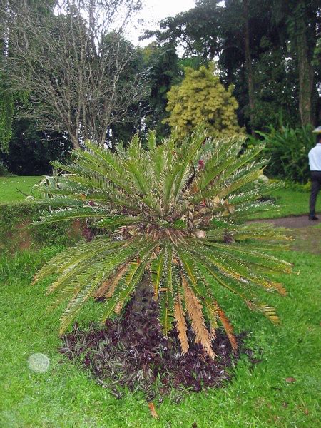 Der botanische garten in kandy. Sri Lanka - Botanischer Garten in Peradeniya ...