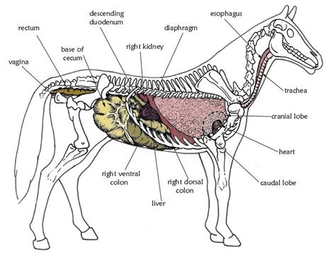 Veterinary Anatomy Horse Anatomy Gross Anatomy Anatomy