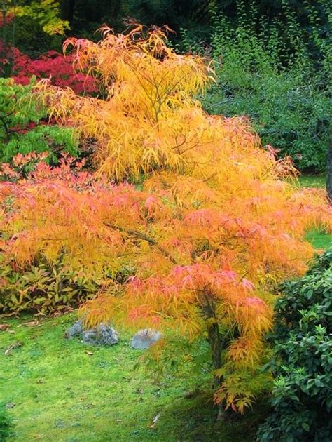 Koto No Ito Japanese Maple Featuring New Plants Every Day