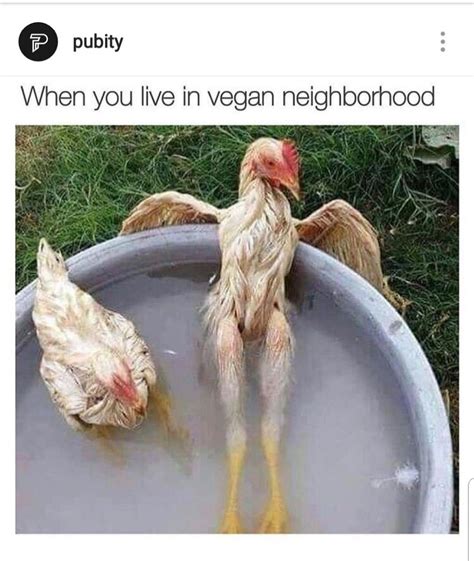 Best Chicken Memes Images In Chicken Humor Hot Sex Picture
