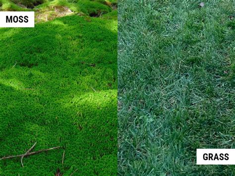 Moss Vs Grass Which One Is Best For A Lawn World Of Garden Plants