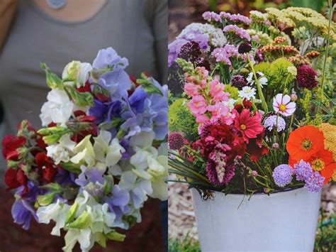 10 piante da balcone pieno sole: 10 magnifici fiori da coltivare in pieno sole | Guida ...