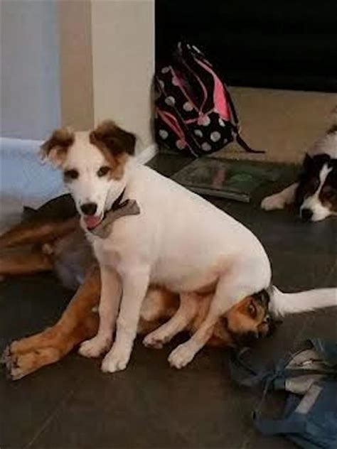 Dogs Sitting On Other Dogs Is The Cutest Thing Youll See All Day 16 Pics