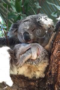 Watch Koala Joey Imogen Munch On Eucalyptus Leaves In New Video Daily