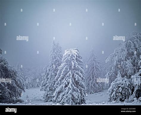 A Forest Covered In Fresh Heavy Snowfall And Frozen In Winter Mists