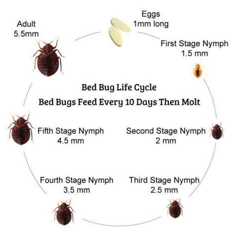 Bed Bugs How Long Do They Live Without Food Bed Western