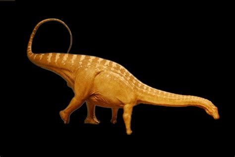 Sauropoda Central: New Apatosaurus ajax remains from Lakes Quarry, Colorado