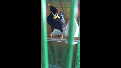 Talking Mynah Bird In Thailand Youtube