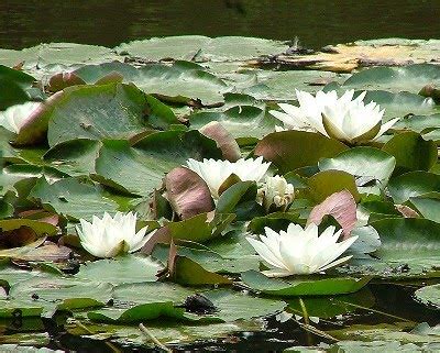Their leaves emerge on flexible stalks from rhizomes that are on the thicker and larger side. Biology Snippets: How long are the roots of a Lily Pad?