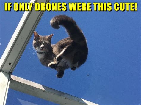 Cats Drones Hover Cat Funny Cat Memes Silly Cats