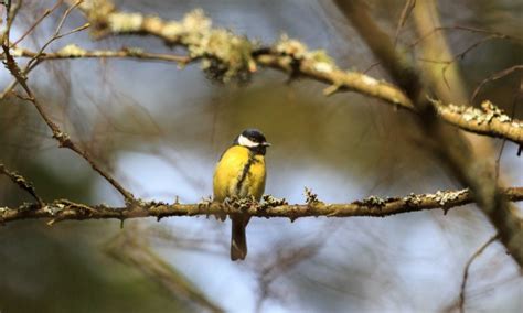 Comment Attirer Les Oiseaux Dans Votre Jardin Haustiersos