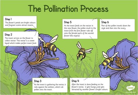 what is pollination answered twinkl teaching wiki