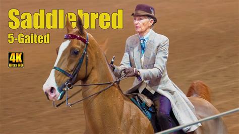 Saddlebred 5 Gaited Country Pleasure Carousel Horse Show Youtube