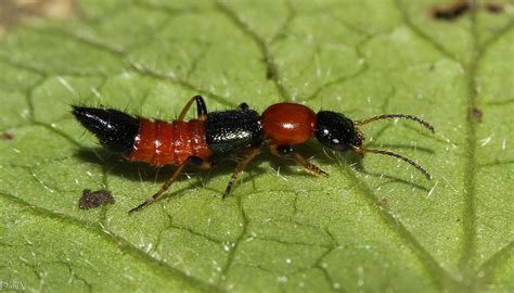 Maycintadamayantixibb Rove Beetle Red And Black
