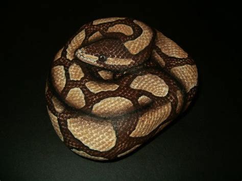 Handpainted Rock Art Realistic Ball Python Snake By Amylenore 6500