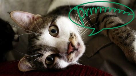 Purring Cats - YouTube