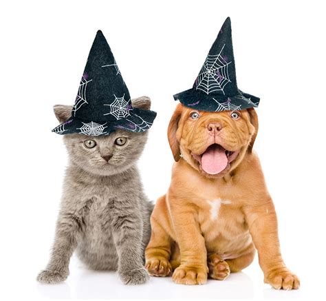 Halloween Dogs And Cats Wallpapers Wallpaper Cave