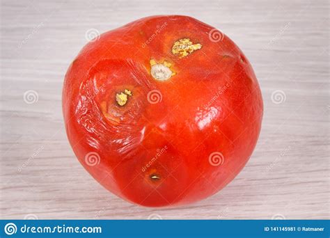 Old Moldy Tomato Unhealthy And Disgusting Vegtable Stock Image Image