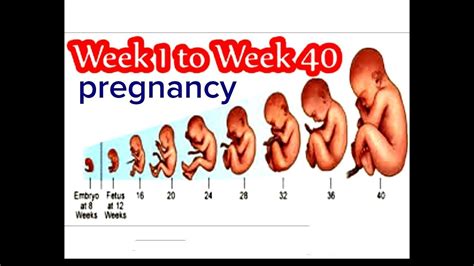 Pregnancy Week By Week 1 Week To 40 Weeks Baby Growth In Mother Womb