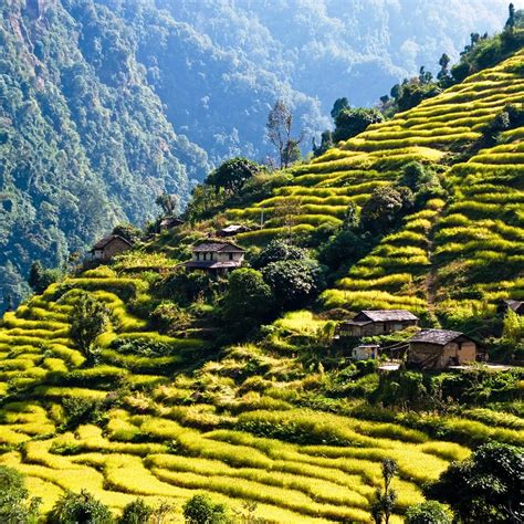 Most Beautiful Terraced Rice Fields