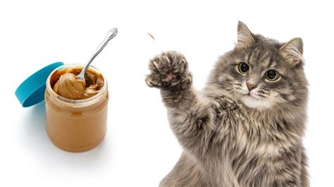 Can Cats Eat Peanut Butter The Full Guide