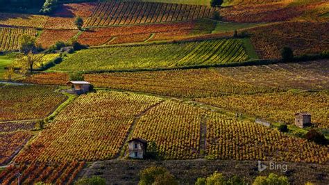 France Vineyards Near Beaujeu Rhone 2016 Bing Desktop Wallpaper Preview