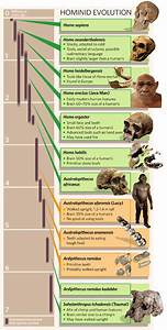 Hominid Evolution Chart Anthropology Science Human