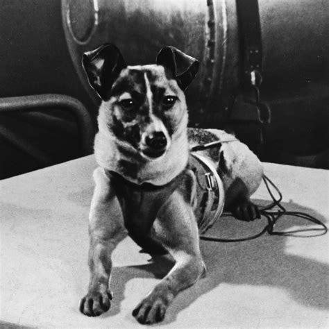 Pionera Canina Por Qué La Perra Laika Fue La Primera En Volar Al