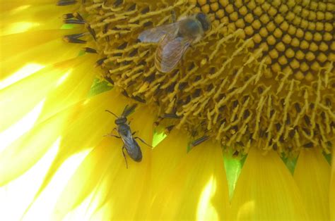 Bees also fulfill a vital ecological function, pollinating flowers and enabling the reproduction of plants. Forgotten pollinators | Ecological Society of Australia