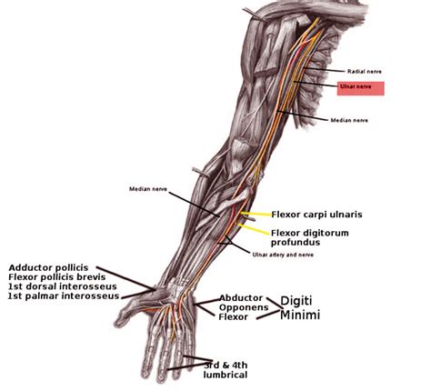 Figure Ulnar Nerve Pathway Image Courtesy O Chaigasame StatPearls