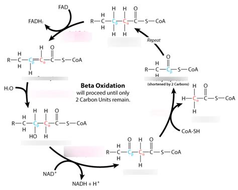 Beta Oxidation Diagram Quizlet