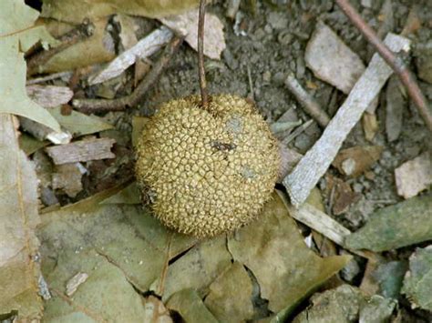 We did not find results for: Sycamore Seed Ball | The sycamore tree produces seed balls ...
