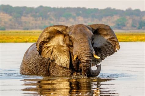 Best Elephant Safaris In Africa Top Countries And Parks For Ellie Spotting