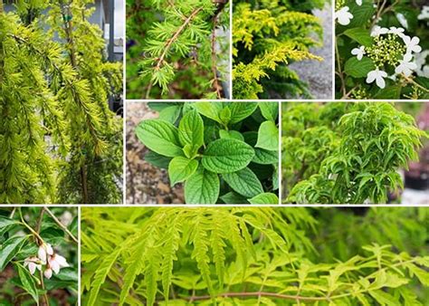 The best potting mixes will always have good drainage as well as an excellent you can also substitute with perlite or vermiculite. Southwood | What I'm Diggin' Now - Southwood