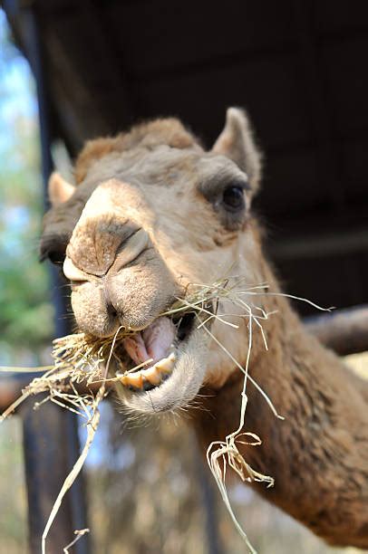 12 foods nutritionists say they won't eat. What Do Camels Eat In The Desert Stock Photos, Pictures ...