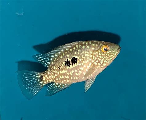 Herichthys Carpintis Cichlid Fish Forum