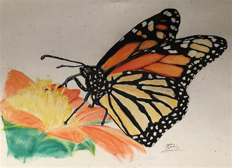 Monarch Butterfly Coloured Pencil Drawing R Pics