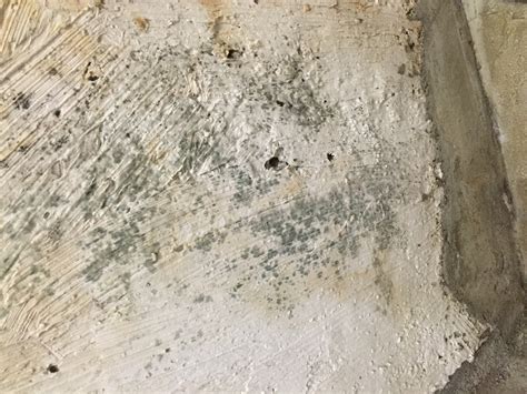 This includes dangerous black mold. Removing mold from concrete foundation (cleaning, leaking ...