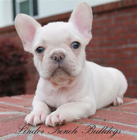 Purebred cream baby boy available. Pin by Valorie Brunson on French bulldog puppies for sale ...