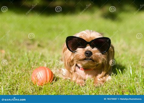 Purebred Yorkshire Terrier Stock Image Image Of Sunglasses 78370087