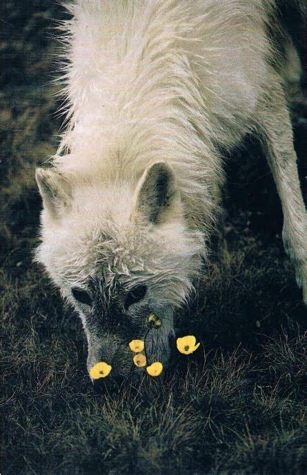 White Wolf The Wolf Flower