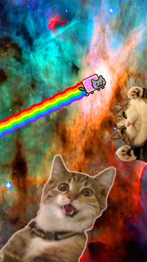 21 Hipster Cat Iphone Wallpaper Bizt Wallpaper