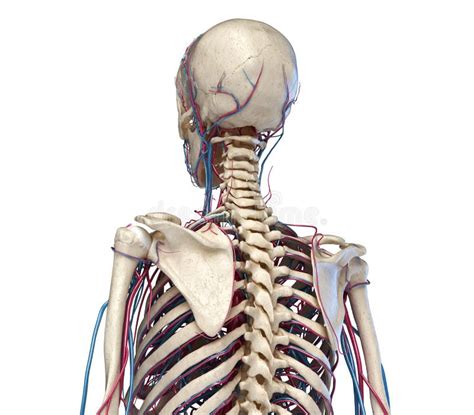 Anatomia Humana Do Tronco Esqueleto Com Veias E Artérias Vista Frontal