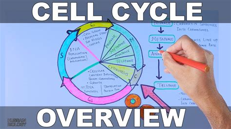 Cell Cycle Overview Youtube