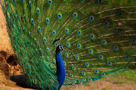 Technically, peacocks refer to the male birds, and peahens refer to female birds, collectively they are called peafowls. Gorgeous courtship dance of India's national bird - The ...