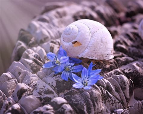 White Conch Shell Free Image Peakpx