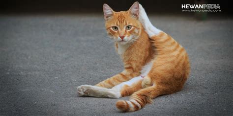 4 Alasan Mengapa Penis Kucing Berduri Hewanpedia