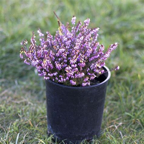 Mediterranean pink heather, erica x darleyensis 'mediterranean pink', will likely be the first perennial to adorn your garden with a vast array of blooms. Heather 'Mediterranean Pink' | Mediterranean garden ...
