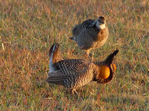 Hunting Greater Prairie Chickens Colorado Outdoors Online