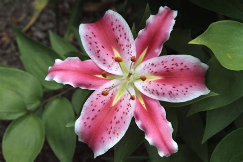 Cuidados Del Lilium Oriental Jardineria On